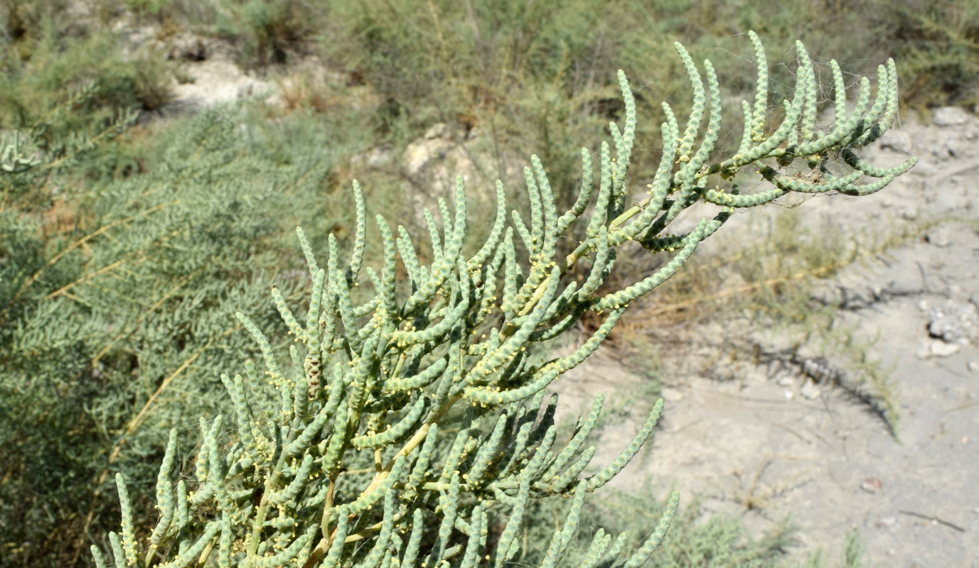 Image of Halostachys belangeriana specimen.