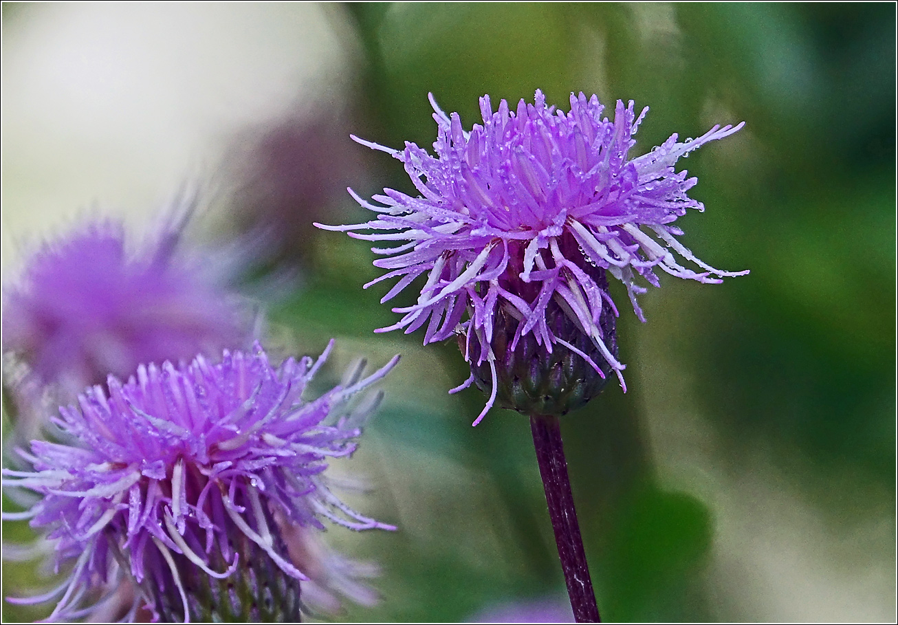 Изображение особи Cirsium arvense.