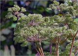 Angelica sylvestris