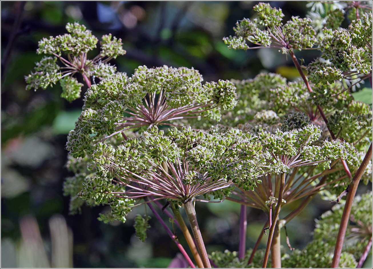 Изображение особи Angelica sylvestris.