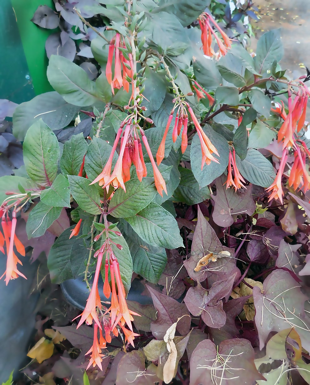 Image of Fuchsia triphylla specimen.