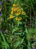 Lysimachia vulgaris. Верхушка цветущего растения. Ярославская обл., г. Ярославль, устье р. Которосль, луг. 02.07.2024.