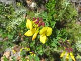 Hippocrepis emeroides