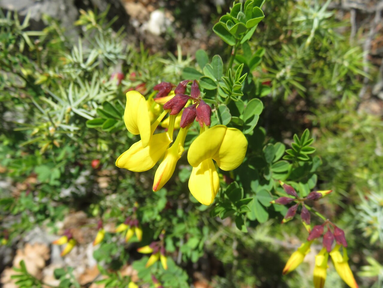 Изображение особи Hippocrepis emeroides.