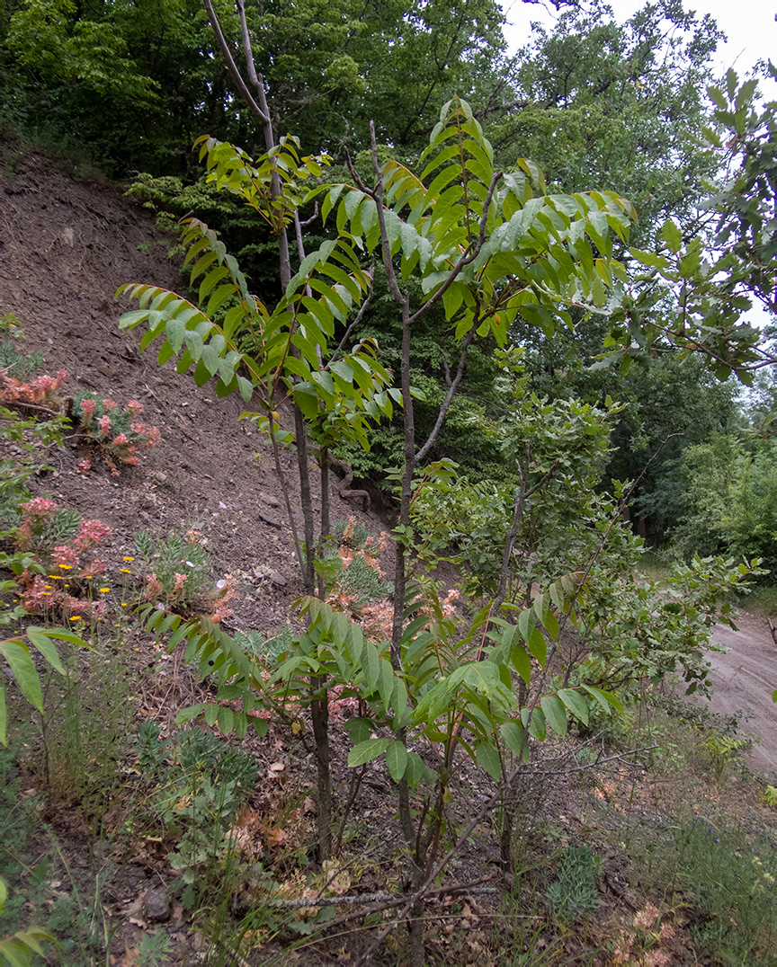 Image of Ailanthus altissima specimen.