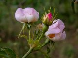 Rosa corymbifera