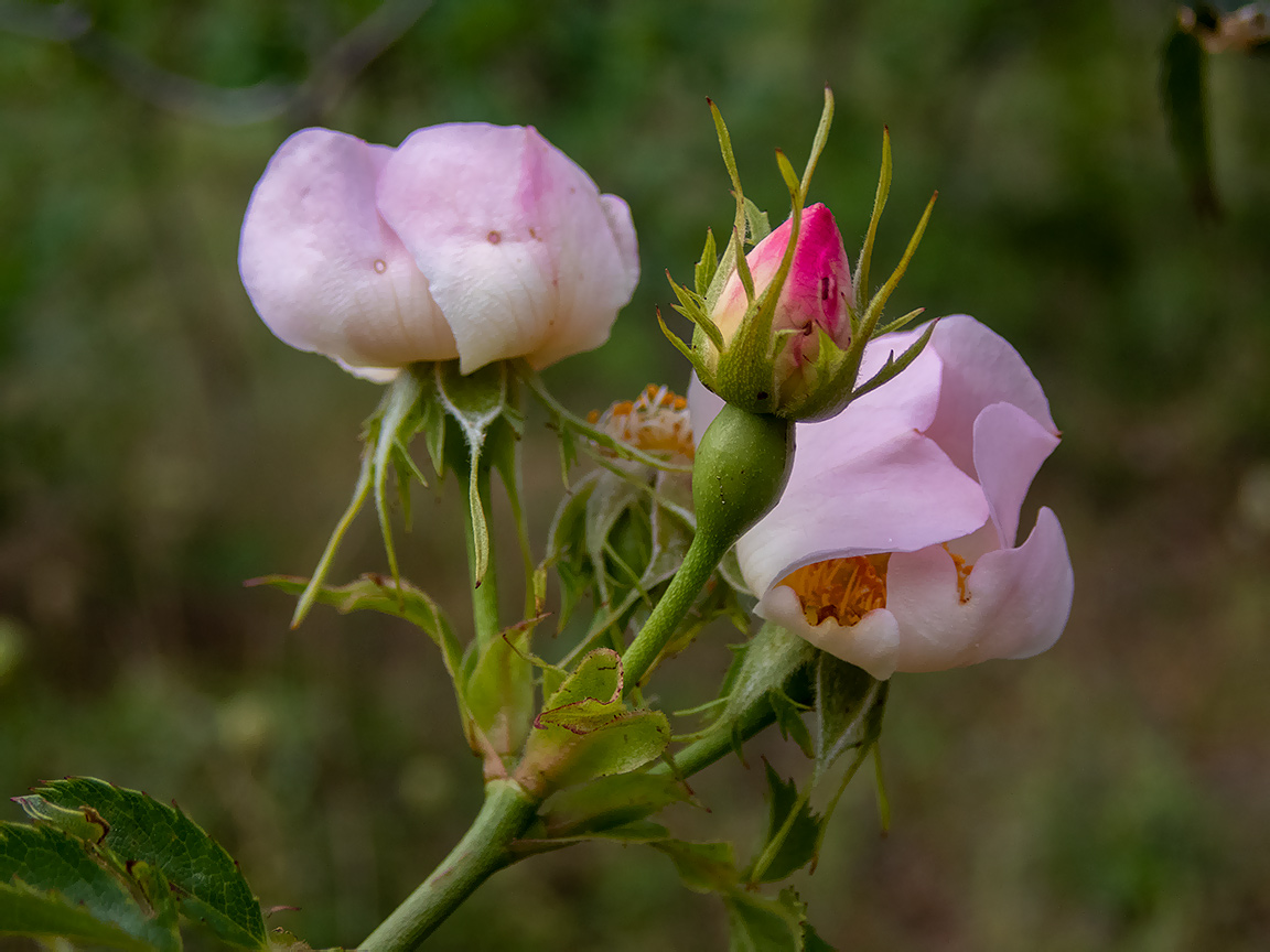 Image of Rosa corymbifera specimen.