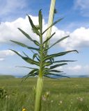 Valeriana officinalis. Часть побега. Карачаево-Черкесия, Зеленчукский р-н, гора Джисса, ≈ 1600 м н.у.м., субальпийский луг. 14.06.2024.