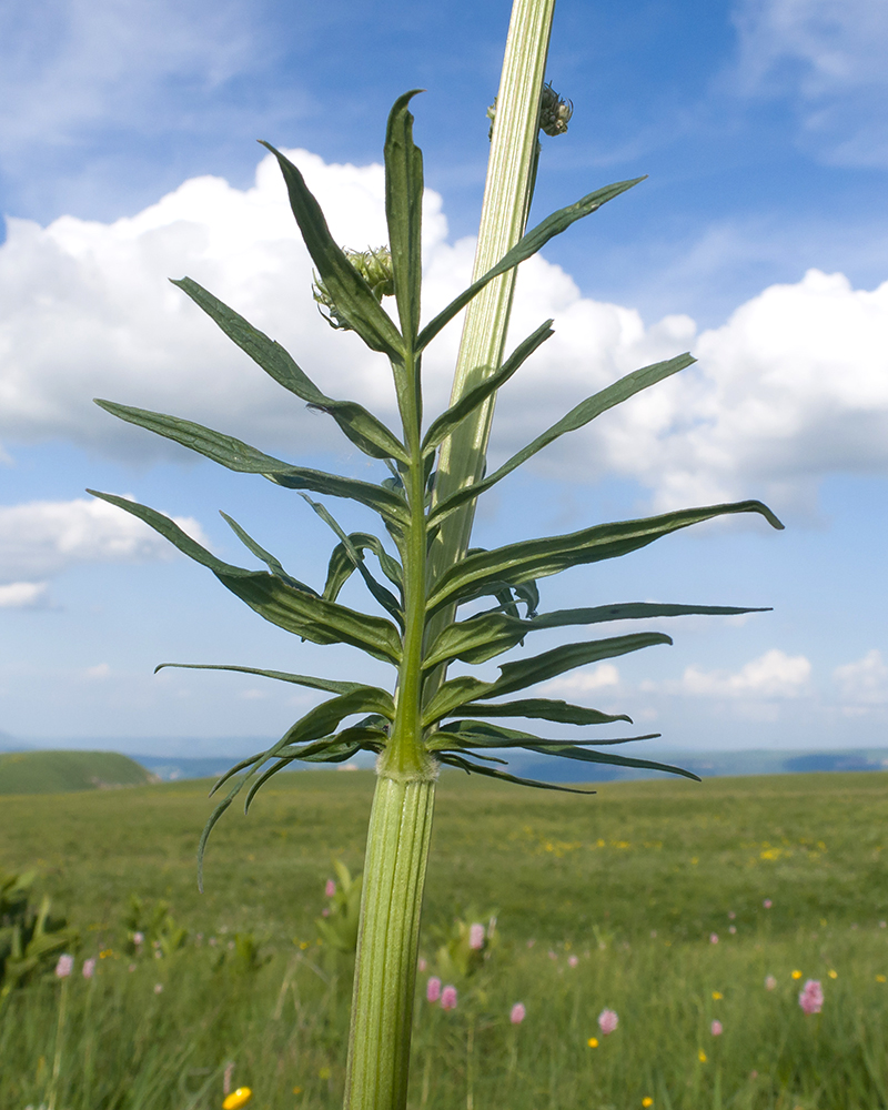 Image of Valeriana officinalis specimen.