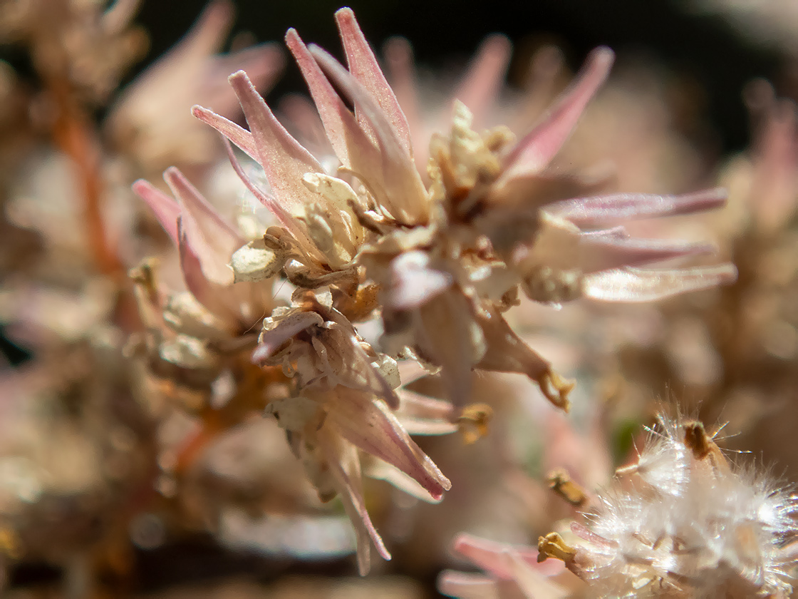 Image of Tamarix tetrandra specimen.