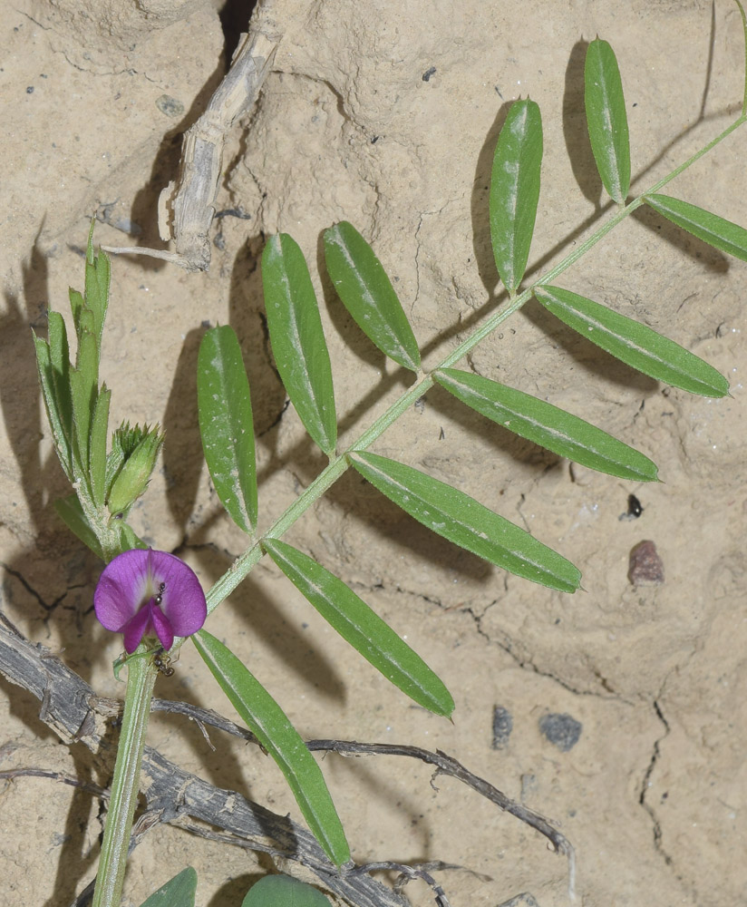 Изображение особи Vicia angustifolia.