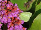 Bergenia crassifolia. Цветки с питающейся бабочкой-лимонницей Gonepteryx rhamni. Московская обл., Раменский р-н, окр. дер. Хрипань, садовый участок. 02.05.2016.