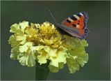 Tagetes erecta. Соцветие (махровая форма) с питающейся бабочкой-крапивницей (Aglais urticae). Московская обл., Раменский р-н, окр. дер. Хрипань, садовый участок. 31.07.2021.