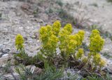 Cruciata laevipes. Цветущее растение. Краснодарский край, Крымский р-н, окр. станицы Неберджаевская, дол. р. Липки, пушистодубово-грабинниковый лес, скальное обнажение на месте старого заросшего карьера. 10.04.2025.