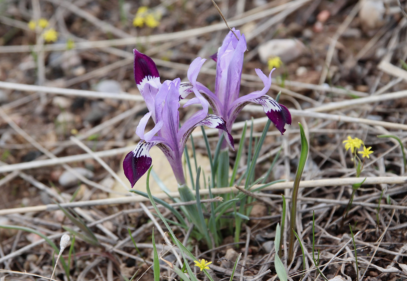Изображение особи Iridodictyum kolpakowskianum.