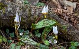 View full-size image Erythronium caucasicum