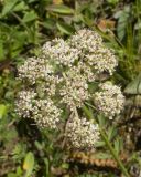 View full-size image Carum caucasicum