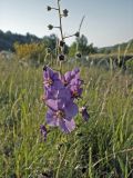 View full-size image Verbascum phoeniceum
