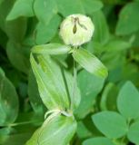 View full-size image genus Melandrium