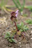 View full-size image Lamium purpureum