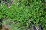 View full-size image Cardamine acris