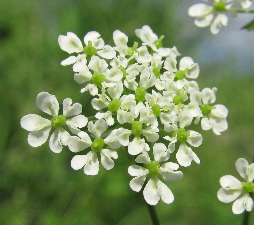 Изображение особи Chaerophyllum prescottii.