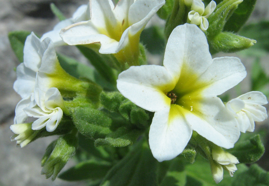 Image of Argusia sibirica specimen.