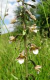 Epipactis palustris