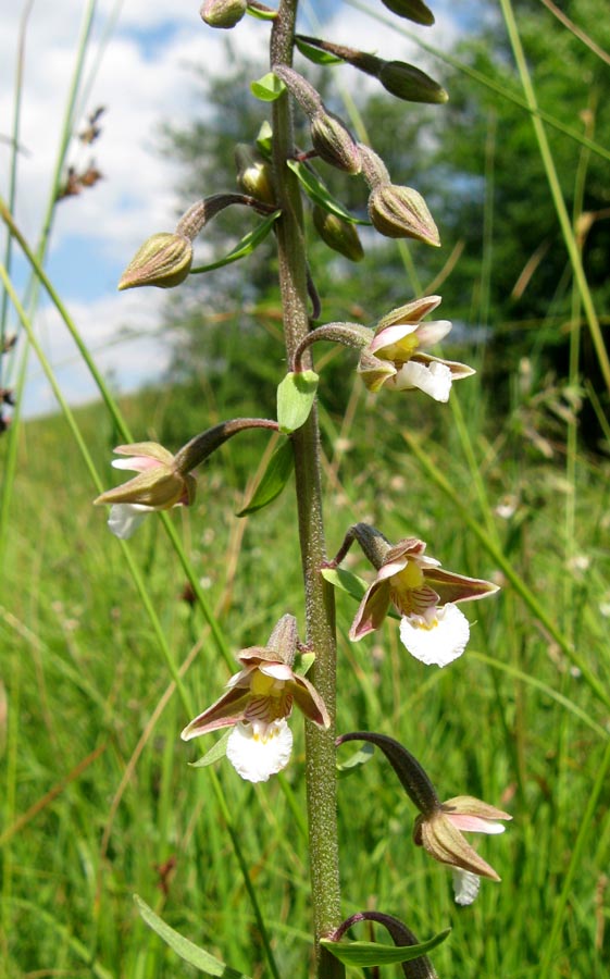 Image of Epipactis palustris specimen.