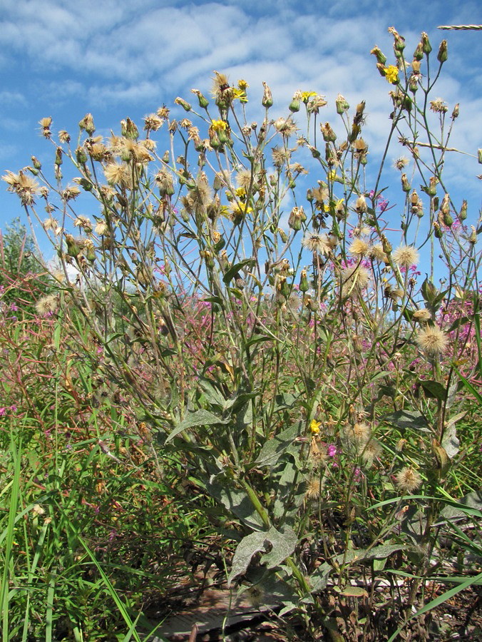 Image of genus Hieracium specimen.