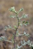 genus Artemisia. Верхушка растения. Таджикистан, заповедник \"Тигровая балка\", кордон \"Дарё-Куль\". 16.04.2011.