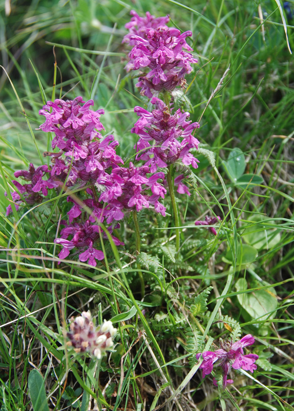 Image of Pedicularis verticillata specimen.