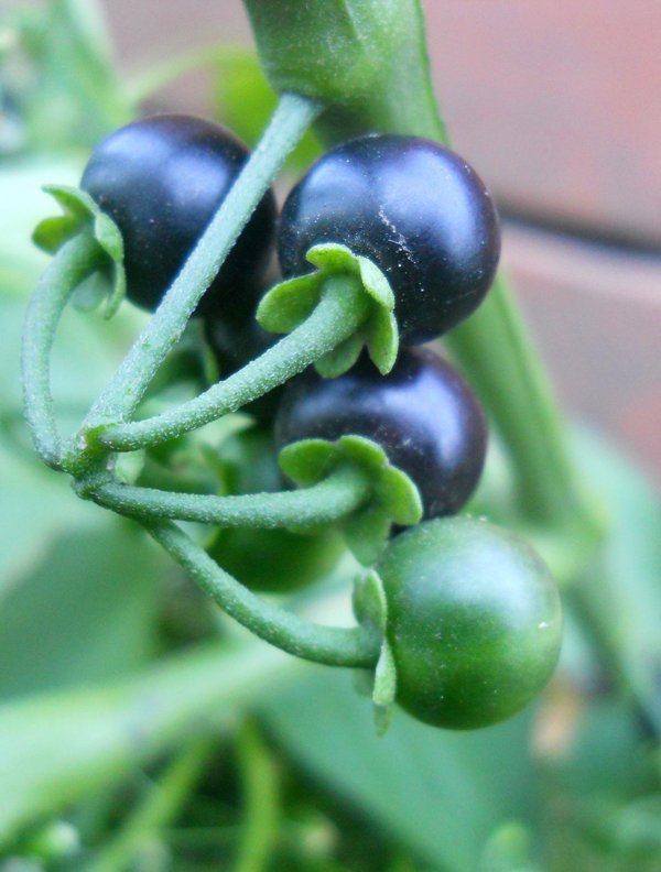 Изображение особи Solanum nigrum.