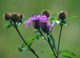 Centaurea phrygia. Верхушка цветущего растения. Московская обл., Раменский р-н, Хрипань, поле у ж/д станции. 08.07.2011.