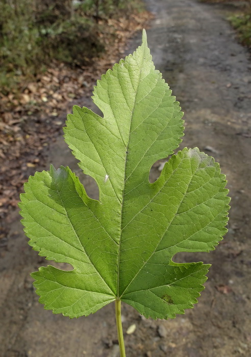 Изображение особи Morus alba.