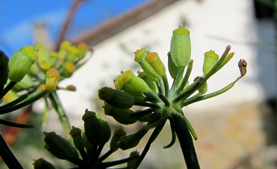 Изображение особи Foeniculum vulgare.