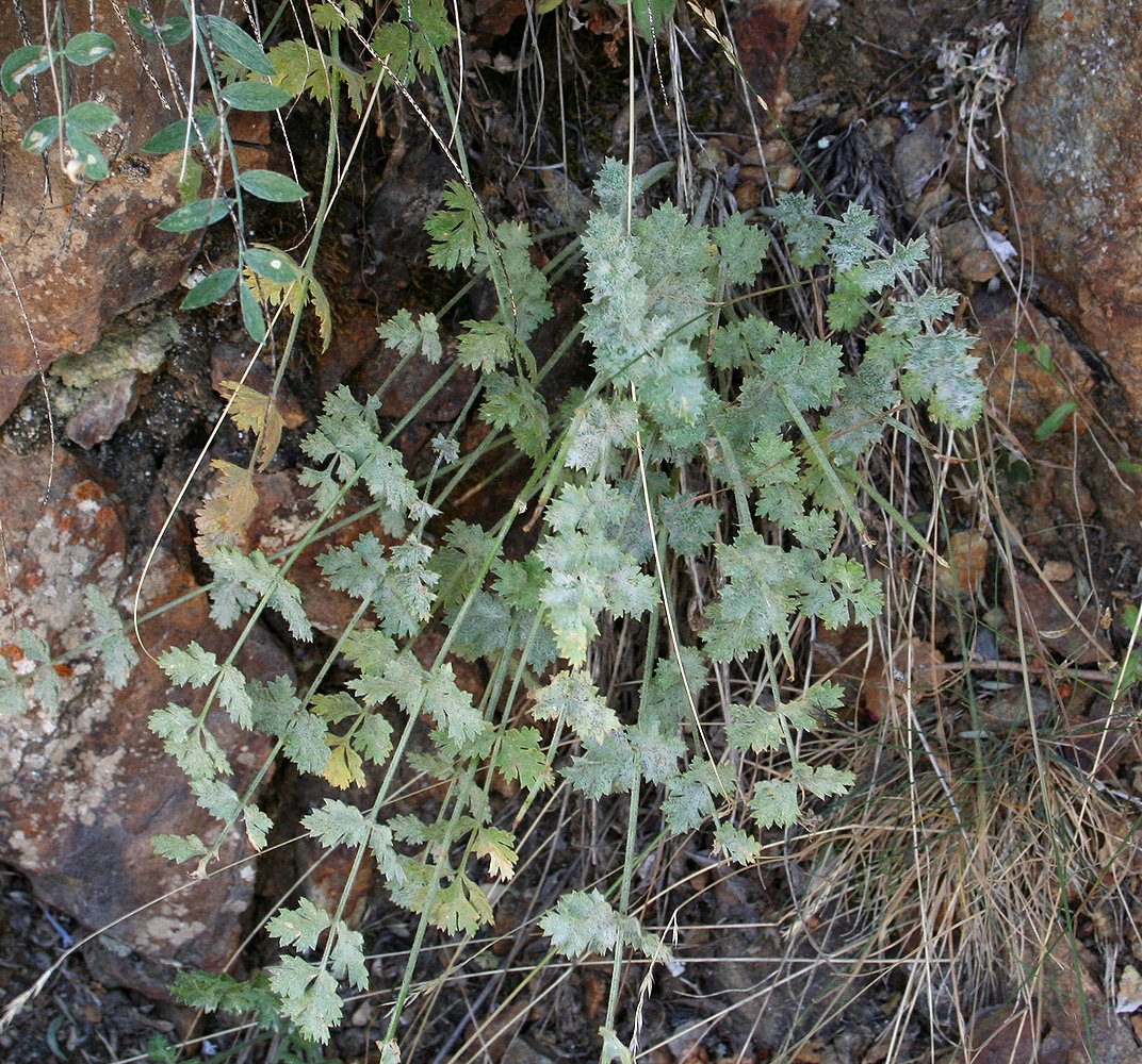 Image of Semenovia vachanica specimen.