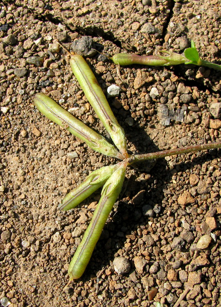 Image of Lotus zhegulensis specimen.