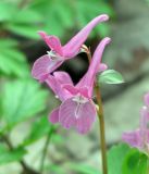 Corydalis caucasica