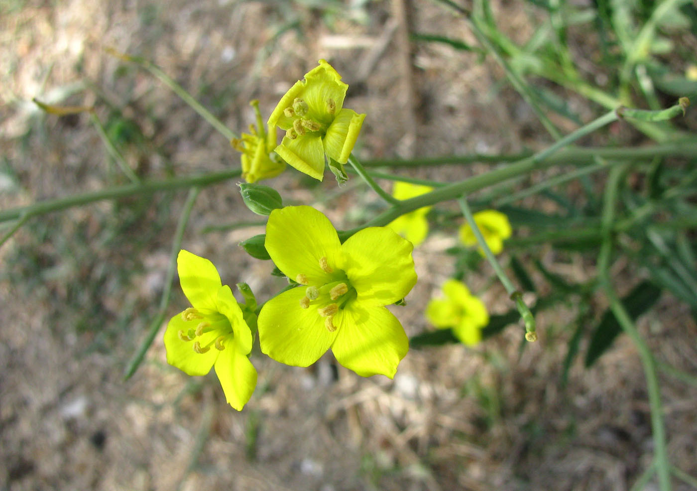 Image of Diplotaxis tenuifolia specimen.