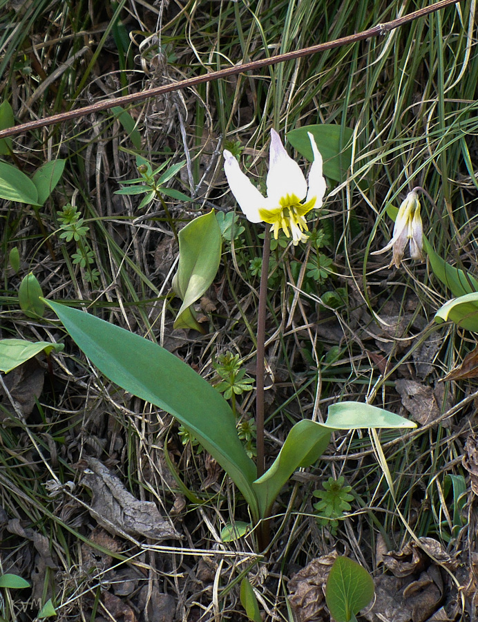 Image of Erythronium krylovii specimen.