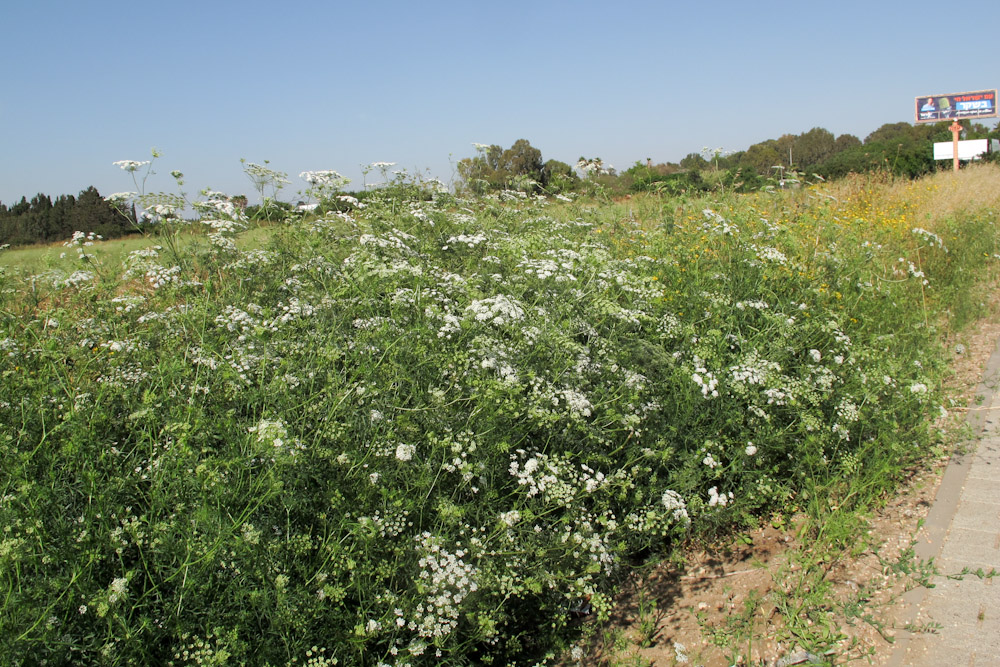 Изображение особи Ammi majus.