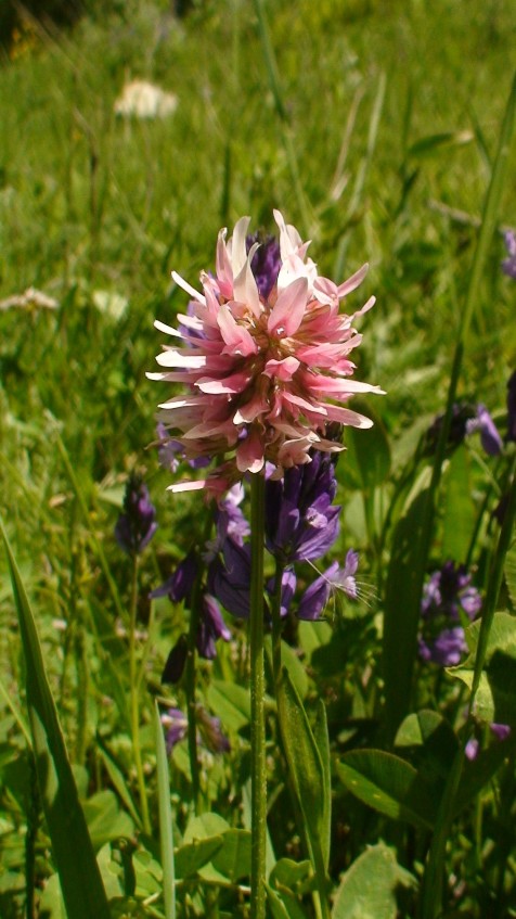 Image of genus Trifolium specimen.