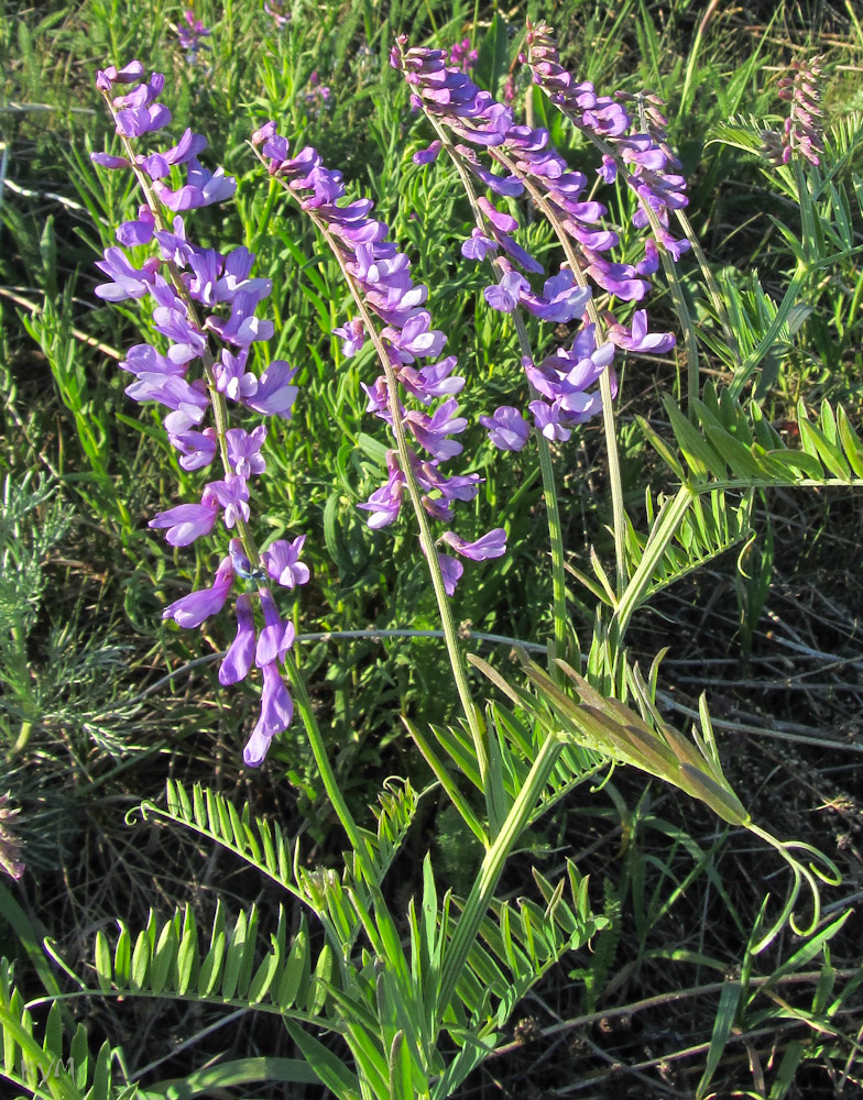 Image of Vicia tenuifolia specimen.