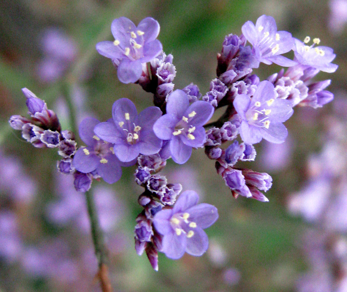 Image of Limonium scoparium specimen.