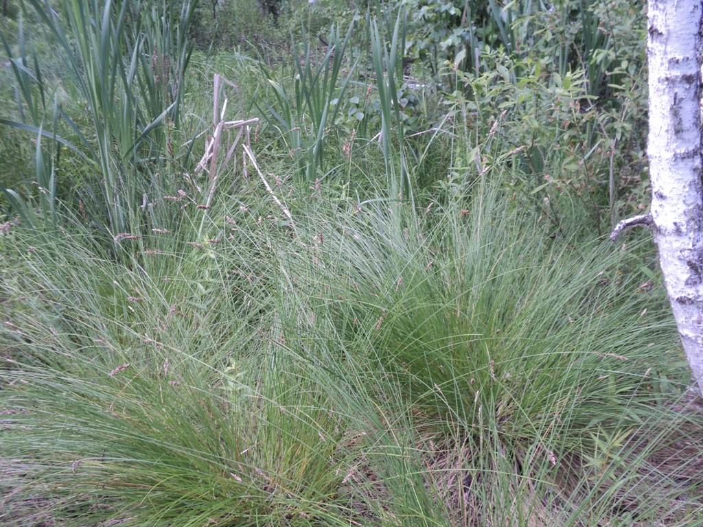 Image of Carex appropinquata specimen.