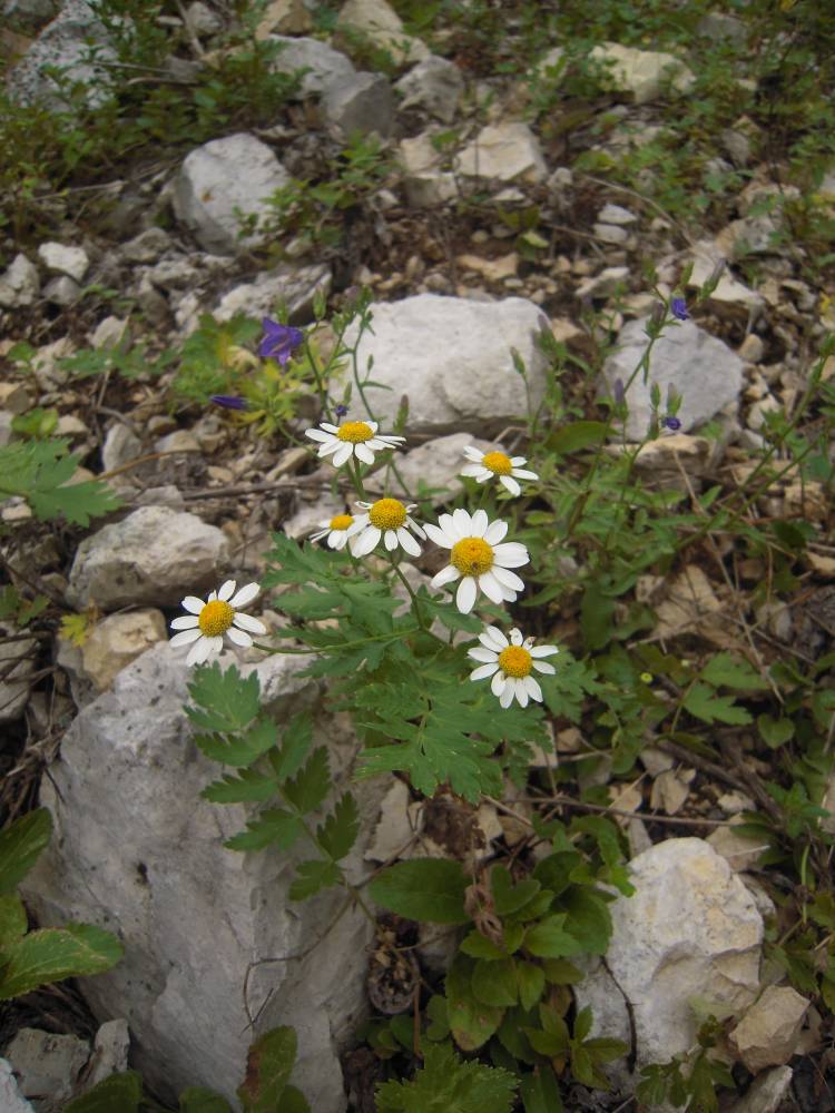 Image of Pyrethrum corymbosum specimen.