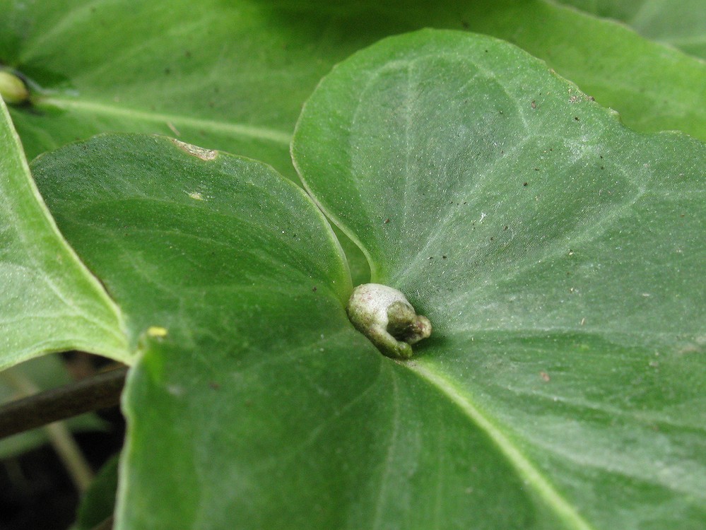 Image of Pinellia cordata specimen.