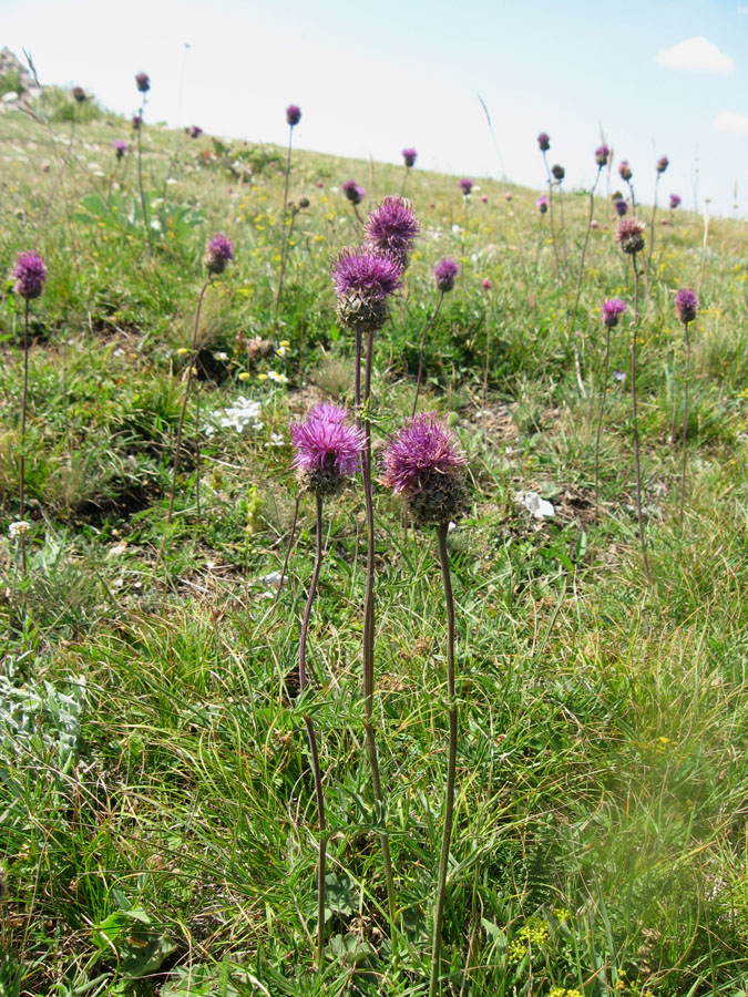 Изображение особи Centaurea alpestris.