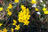 Saxifraga hirculus